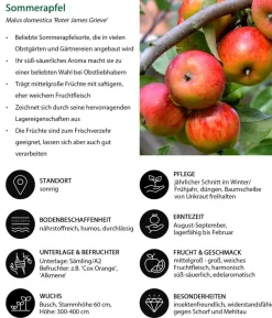 Sommerapfel 'Roter James Grieve'