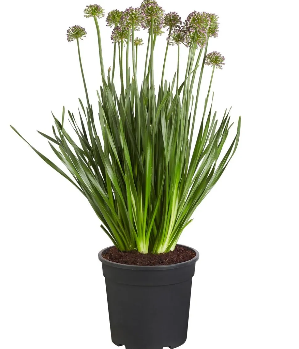 Sommer-Zierlauch 'Millenium'