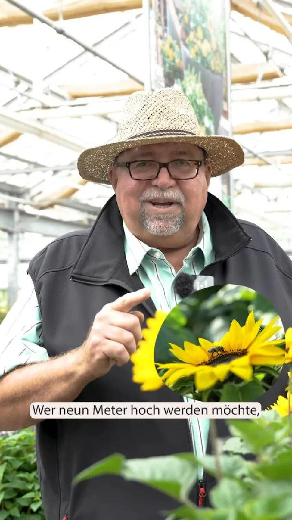 Sonnenblume