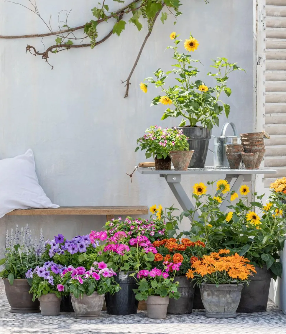 Sonnenblume 'SunBelievable®'