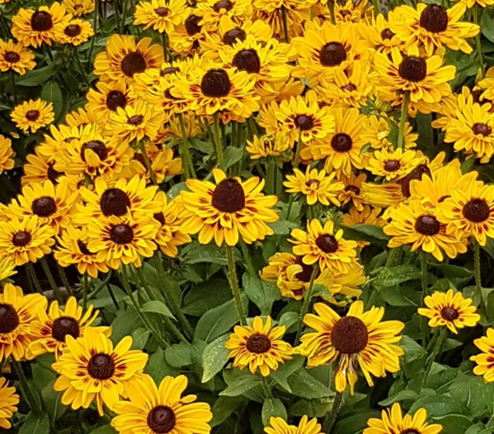 Sonnenhut 'Summerina'