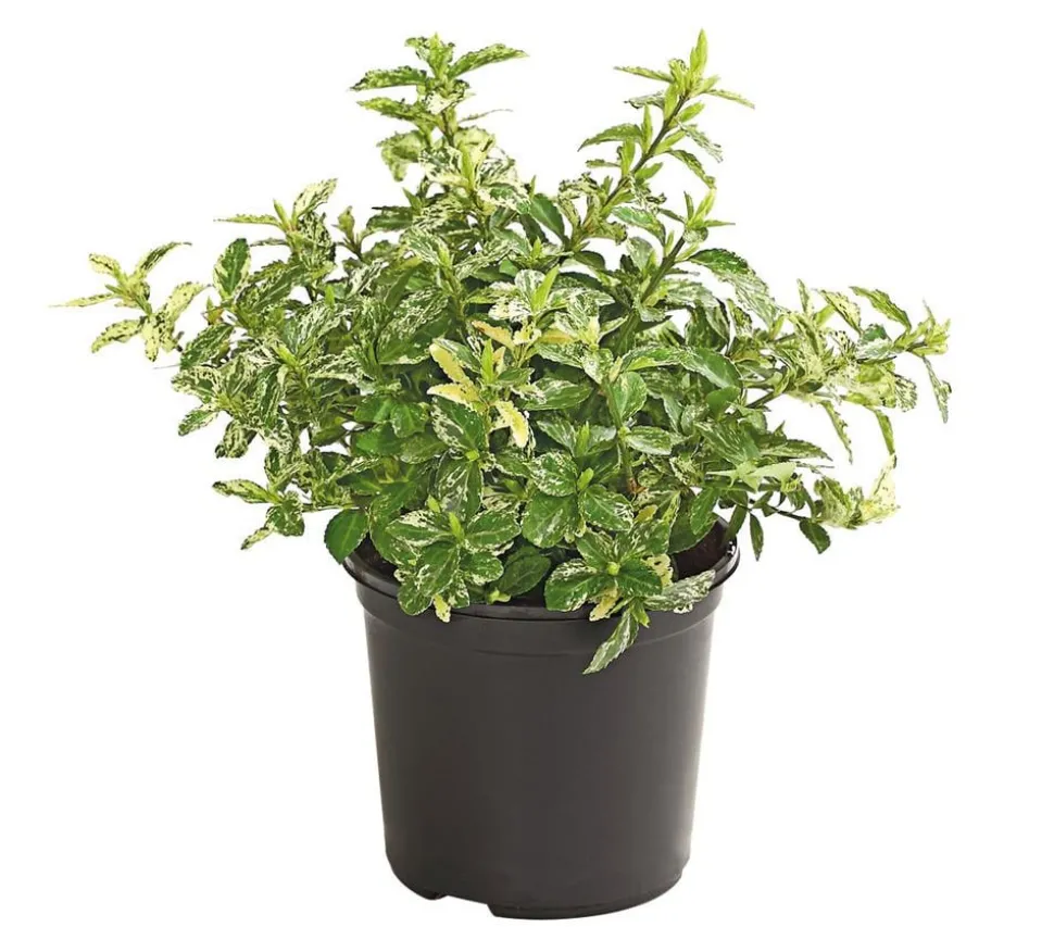 Spindelstrauch 'Harlequin'