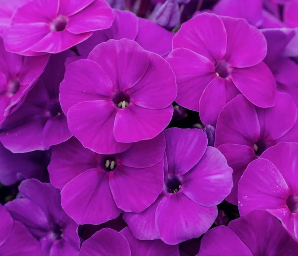 Stauden-Phlox, verschiedene Sorten