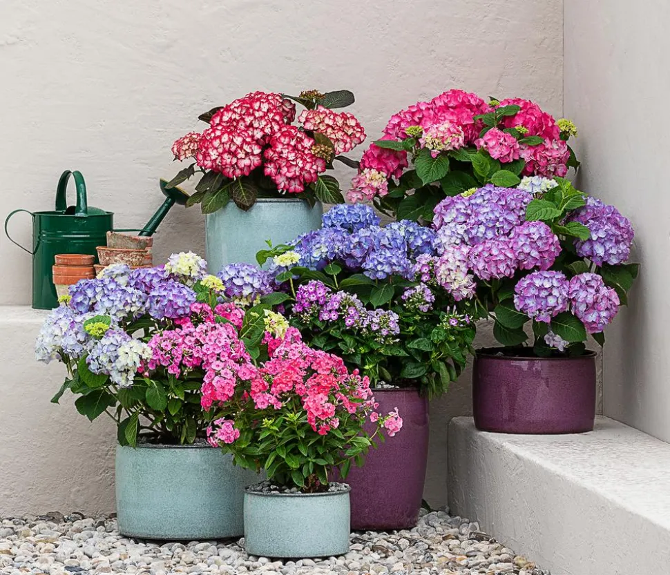 Stauden-Phlox, verschiedene Sorten