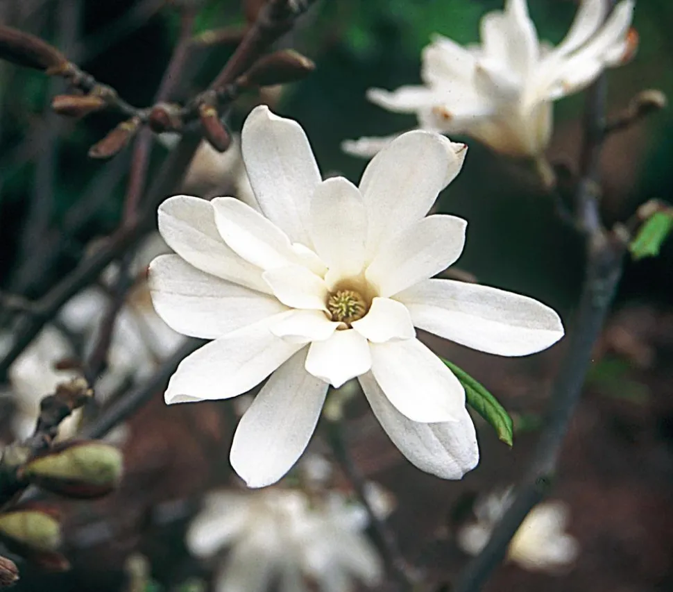 Stern-Magnolie