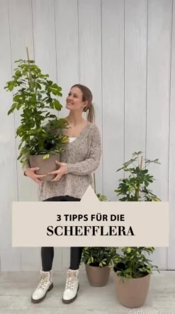 Strahlenaralie - Schefflera arboricola compacta 'Nora', Hydrokultur