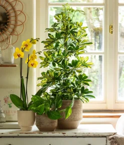 Strahlenaralie - Schefflera arboricola