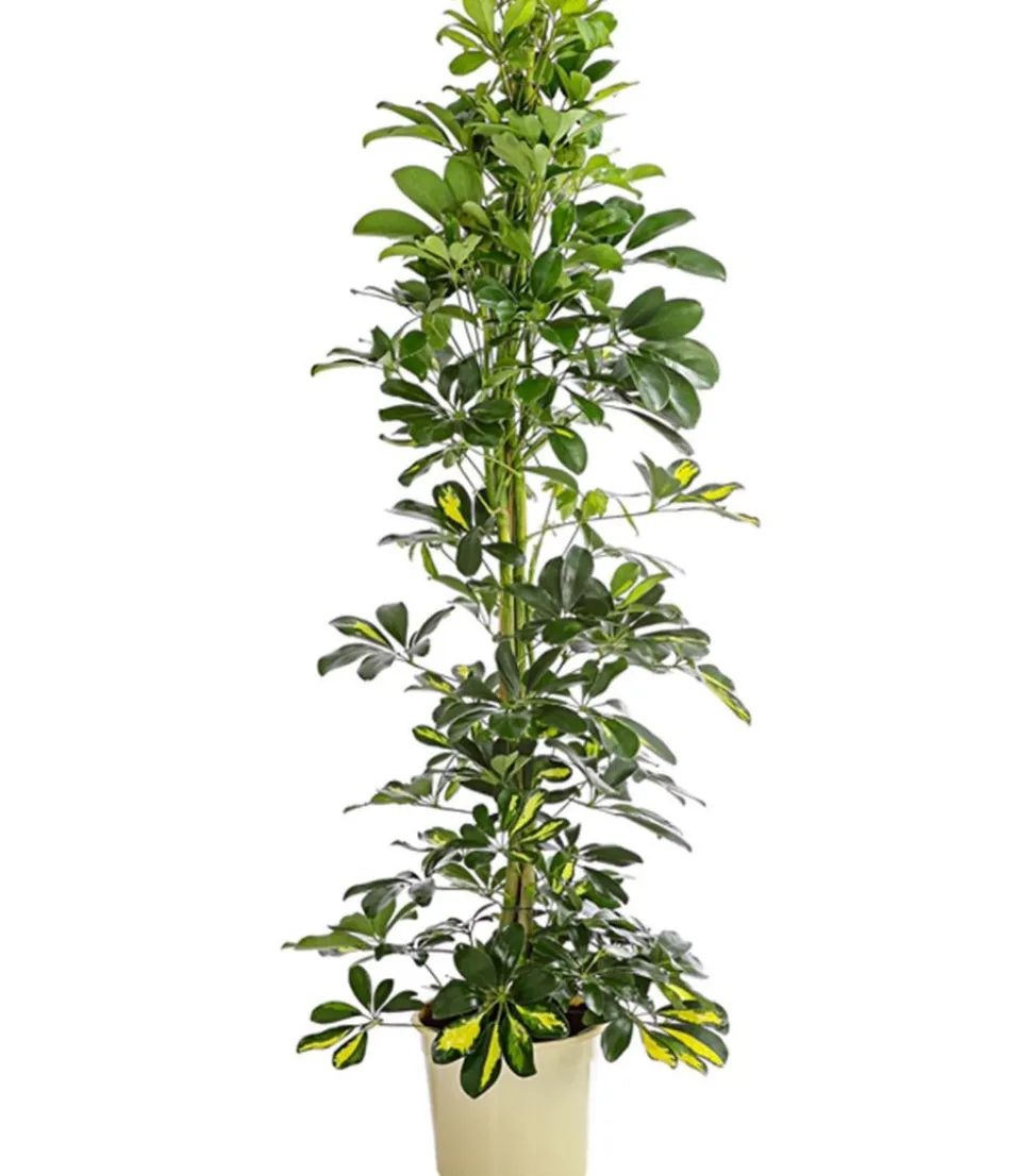 Strahlenaralie - Schefflera arboricola