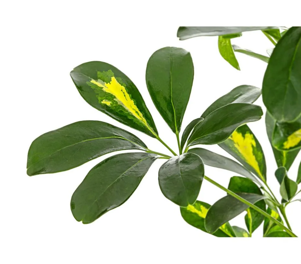 Strahlenaralie - Schefflera arboricola