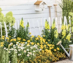 Studentenblume 'Gold Medal'