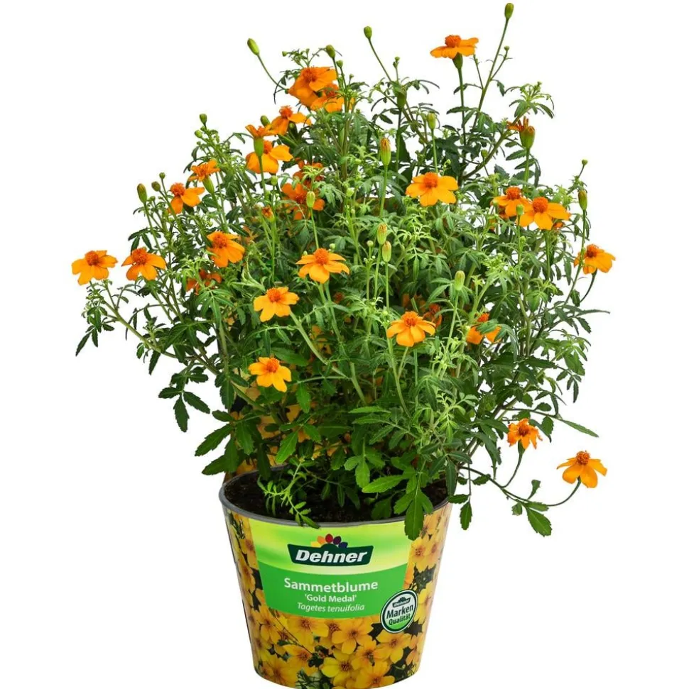 Studentenblume 'Gold Medal'