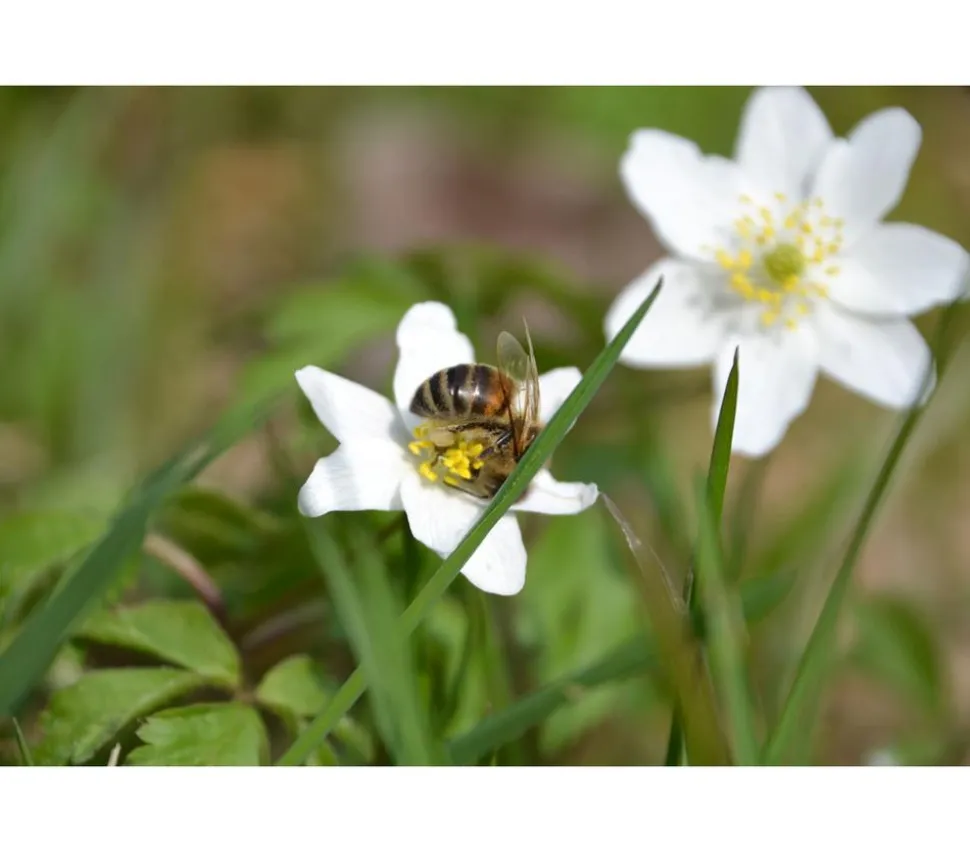 Sumpfdotterblume