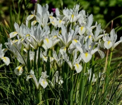 Teichpflanzen Komplett-Set Iris, 6-teilig