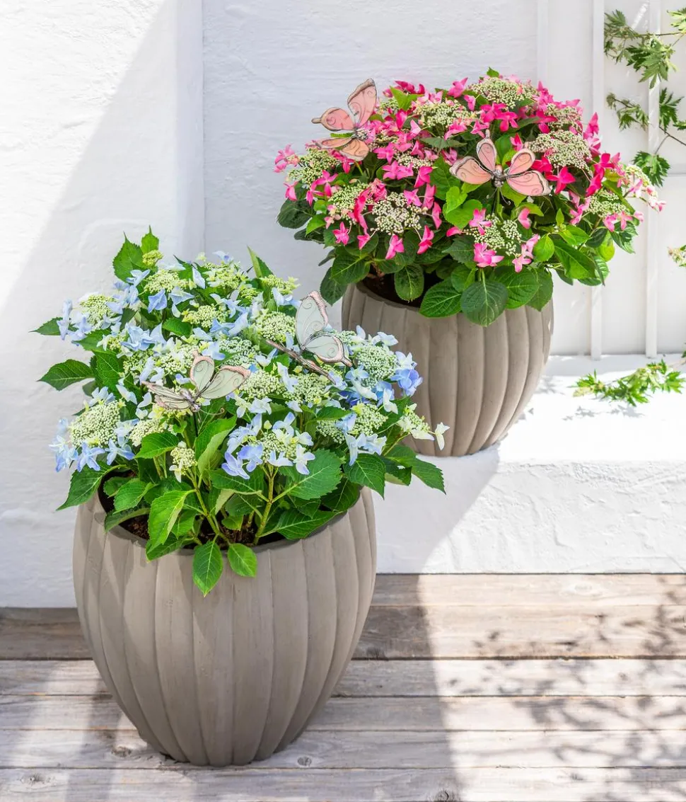 Teller-Hortensie, ca. 30-40 cm