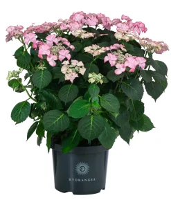 Teller-Hortensie, ca. 40-45 cm