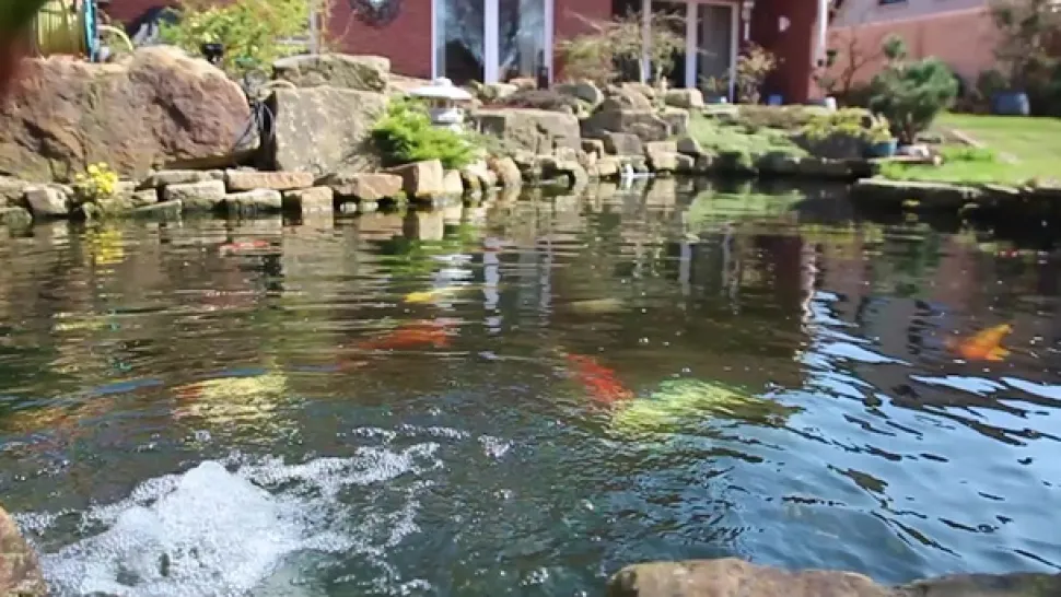 Tetra Pond AlgoFree, Algenmittel