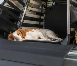 THULE® Allax S Hundetransportbox, ca. B58/H55/T72-80 cm