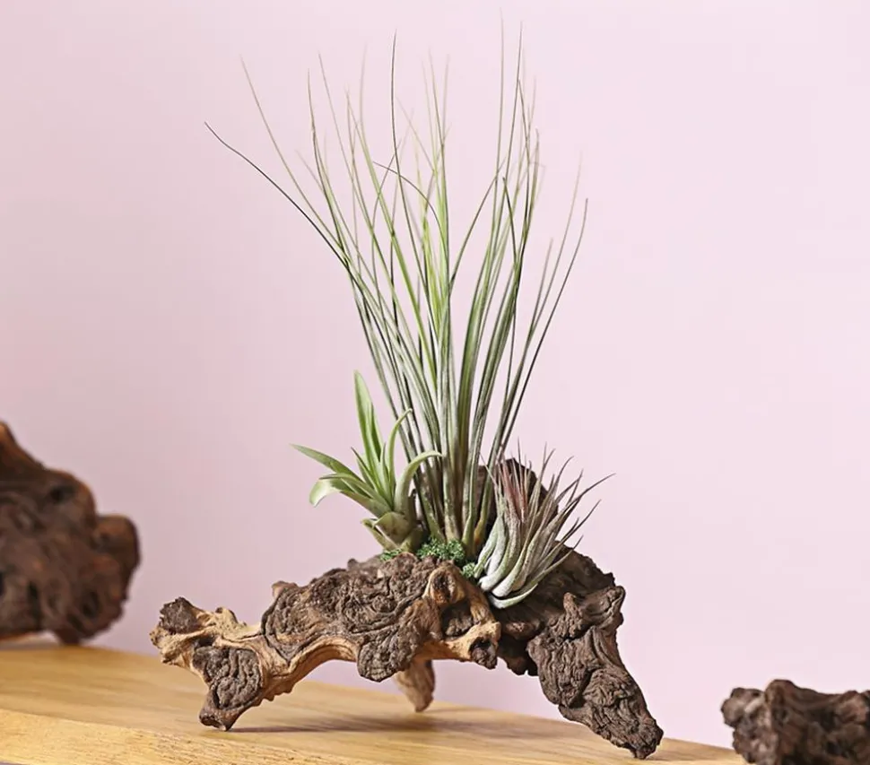 Tillandsien-Arrangement auf Mopani-Wurzel - Tillandsia Hybride, 3-teilig