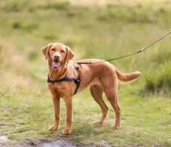 Trixie Hundegeschirr Lead'n'Walk Soft, schwarz