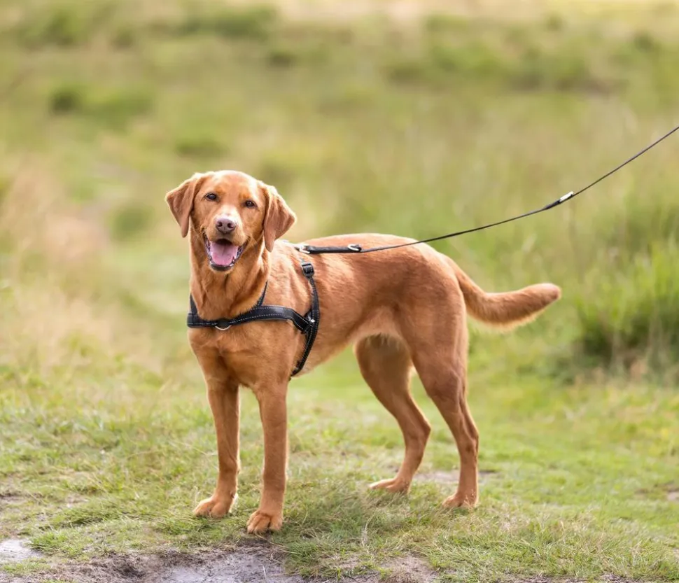 Trixie Hundegeschirr Lead'n'Walk Soft, schwarz