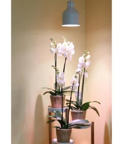 Venso Lampenschirm Saga für Pflanzenlampe