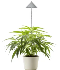 Venso Pflanzleuchte Canna Sunlite, ca. B19/H95/T42 cm