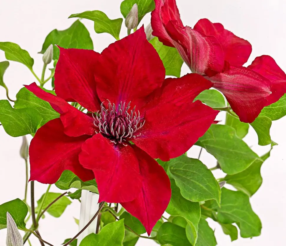 Waldrebe - Clematis