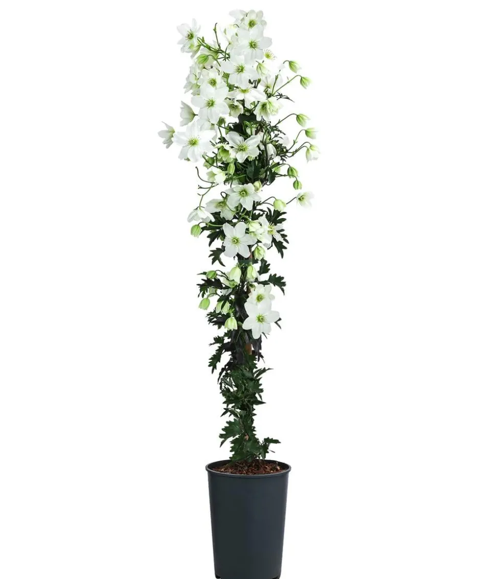 Waldrebe - Clematis 'Avalanche'
