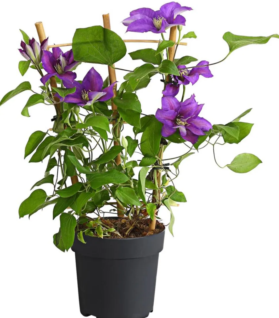 Waldrebe - Clematis, Rankhilfe