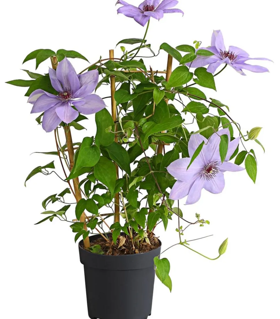 Waldrebe - Clematis, Rankhilfe