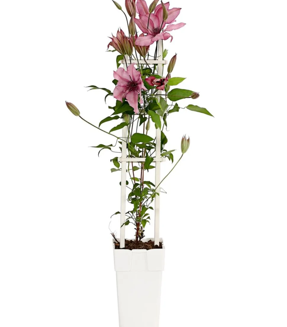 Waldrebe - Clematis, Spalier