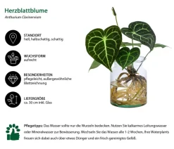 Waterplant Herzblattblume im Glas - Anthurium Clarinervium