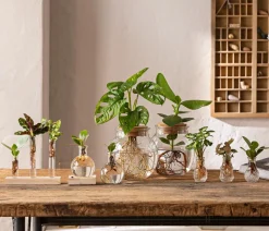 Waterplant-Set in Reagenzgläsern, 3-teilig