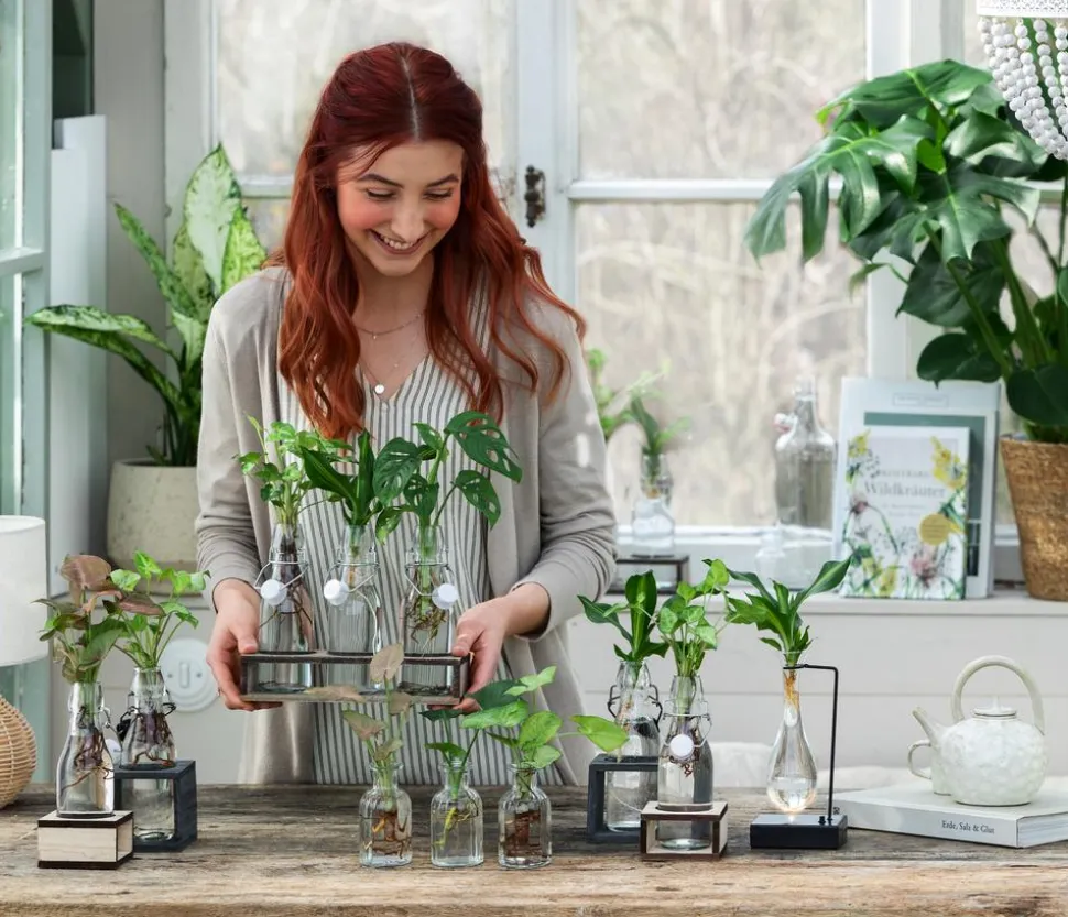 Waterplant-Set Purpurtute in Glasflaschen - Syngonium podophyllum, 2-teilig