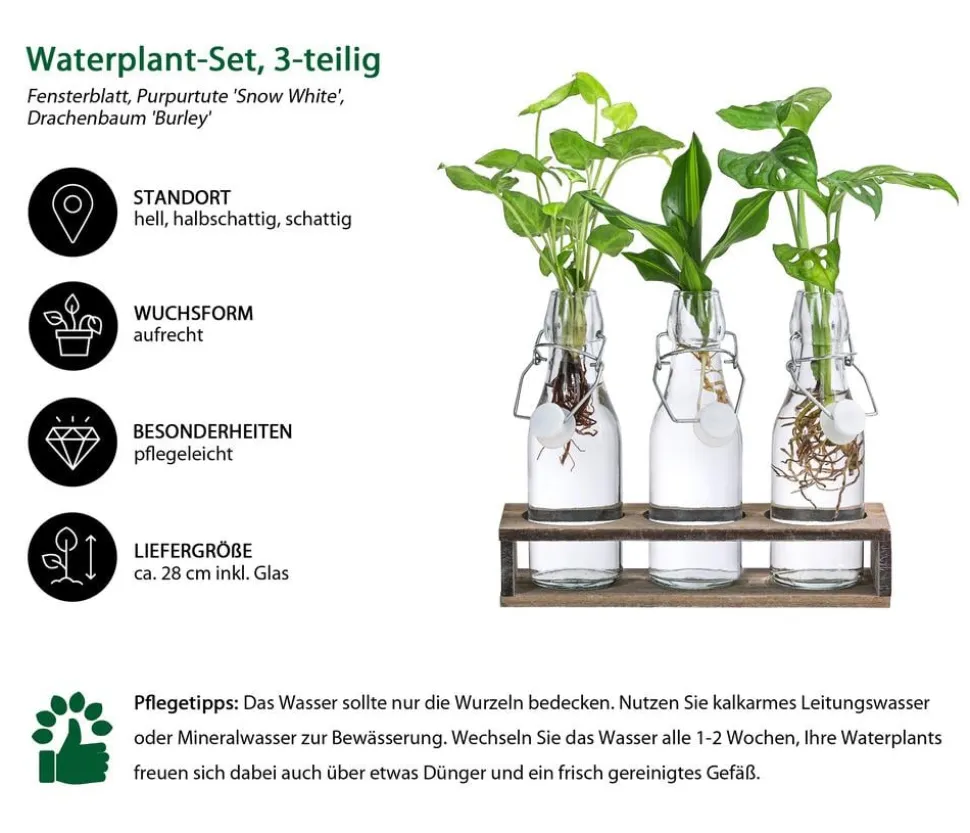 Waterplant-Set Trio in Glasflaschen, 3-teilig