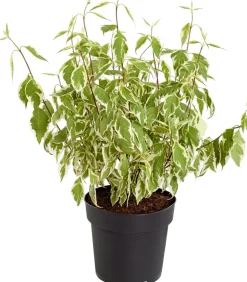 Weißbunter Hartriegel 'Argenteomarginata'