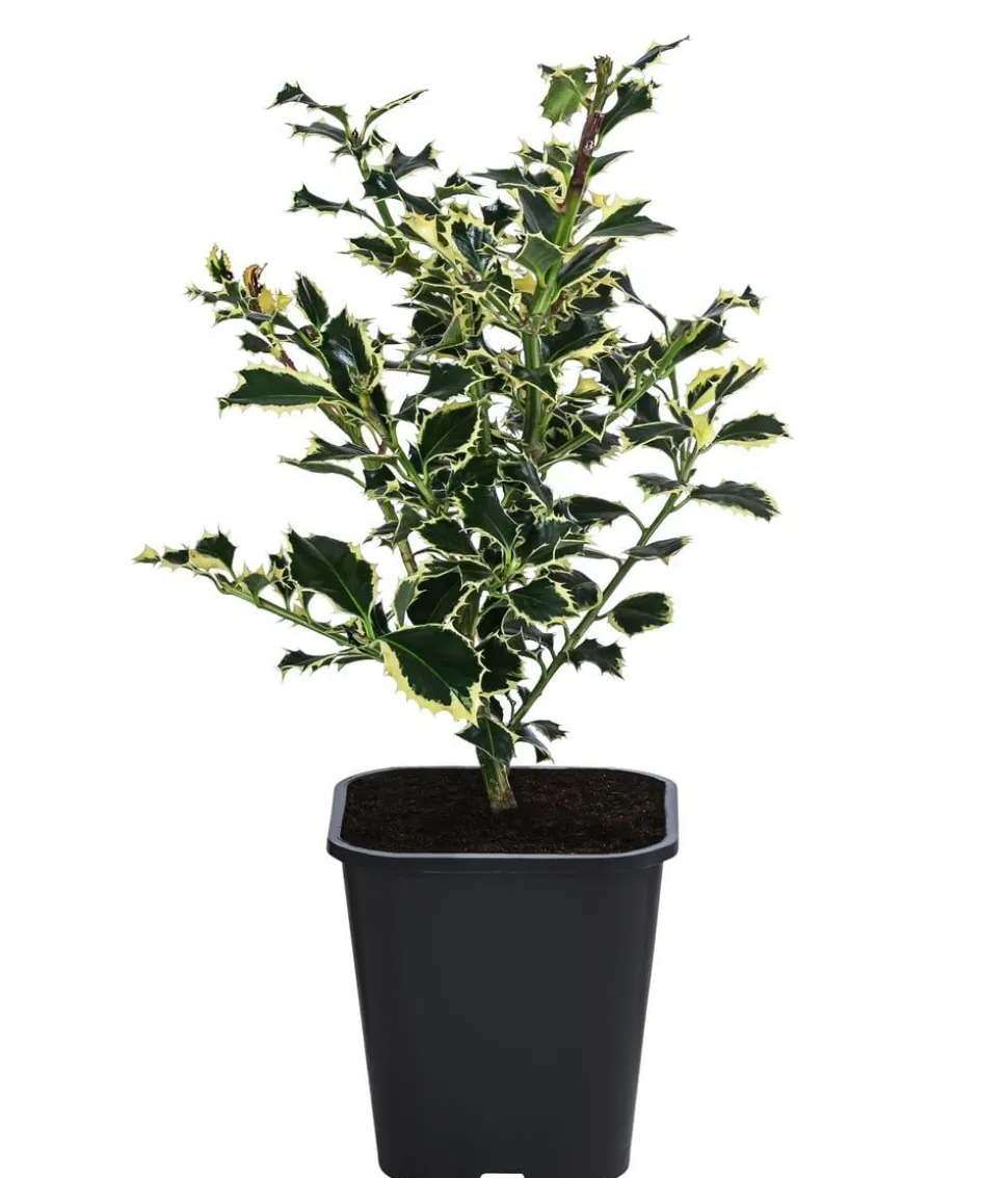 Weißbunte Stechpalme 'Argentea Marginata'