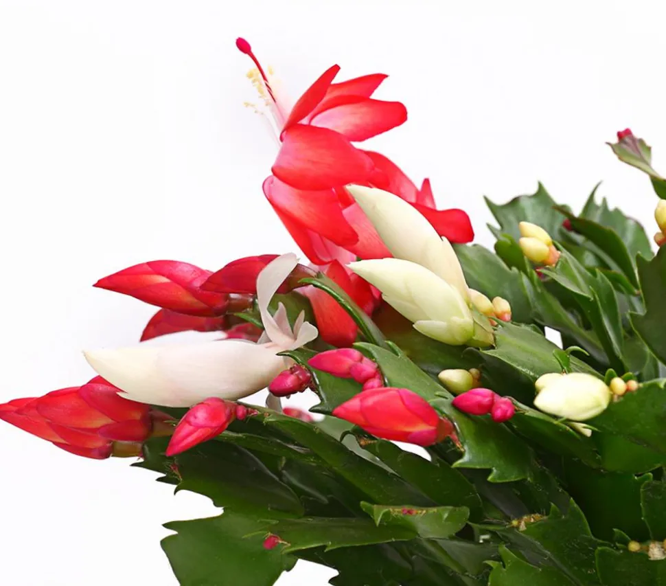 Weihnachtskaktus-Duo - Schlumbergera x buckleyi