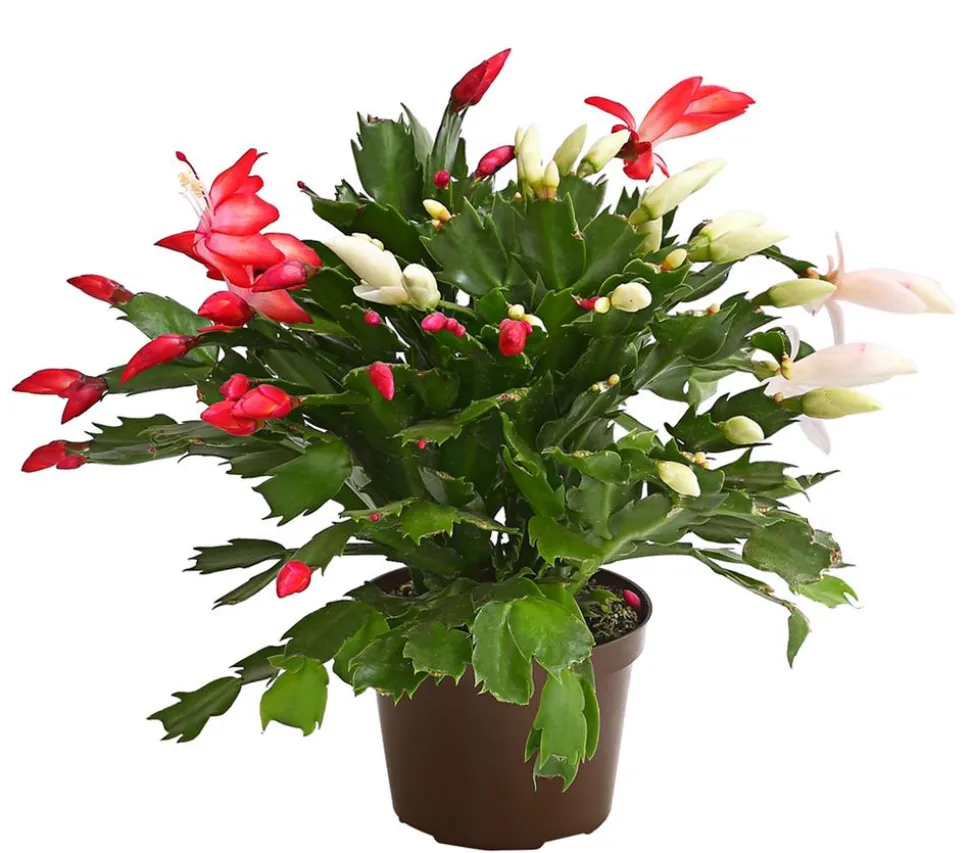 Weihnachtskaktus-Duo - Schlumbergera x buckleyi