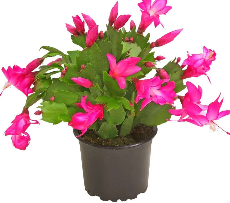 Weihnachtskaktus - Schlumbergera x buckleyi, verschiedene Farben