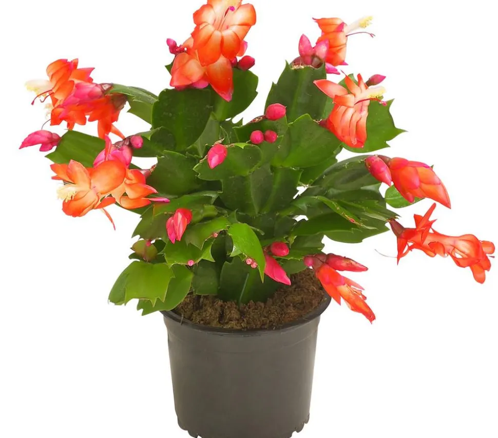 Weihnachtskaktus - Schlumbergera x buckleyi, verschiedene Farben