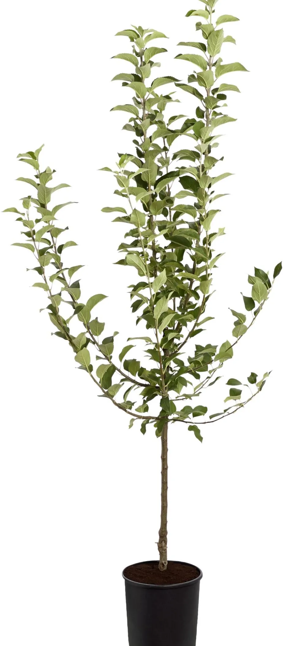 Winterapfel 'Goldparmäne'