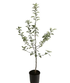 Winterapfel 'Sirius' (S)