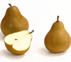 Winterbirne 'Uta'