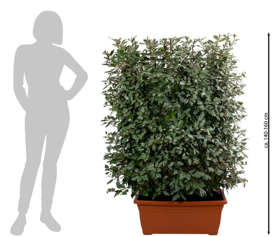 Wintergrüne Ölweide 'Compacta', ca. 140-160 cm