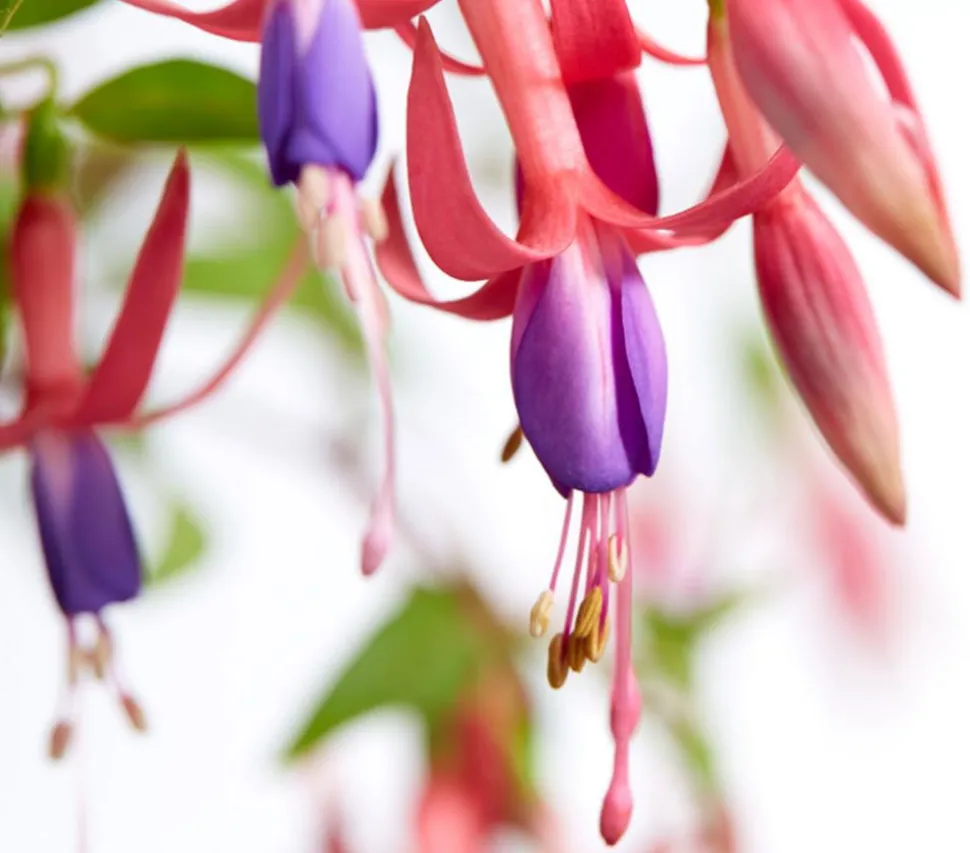 Winterharte Fuchsie, verschiedene Sorten