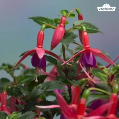 Winterharte Fuchsie, verschiedene Sorten