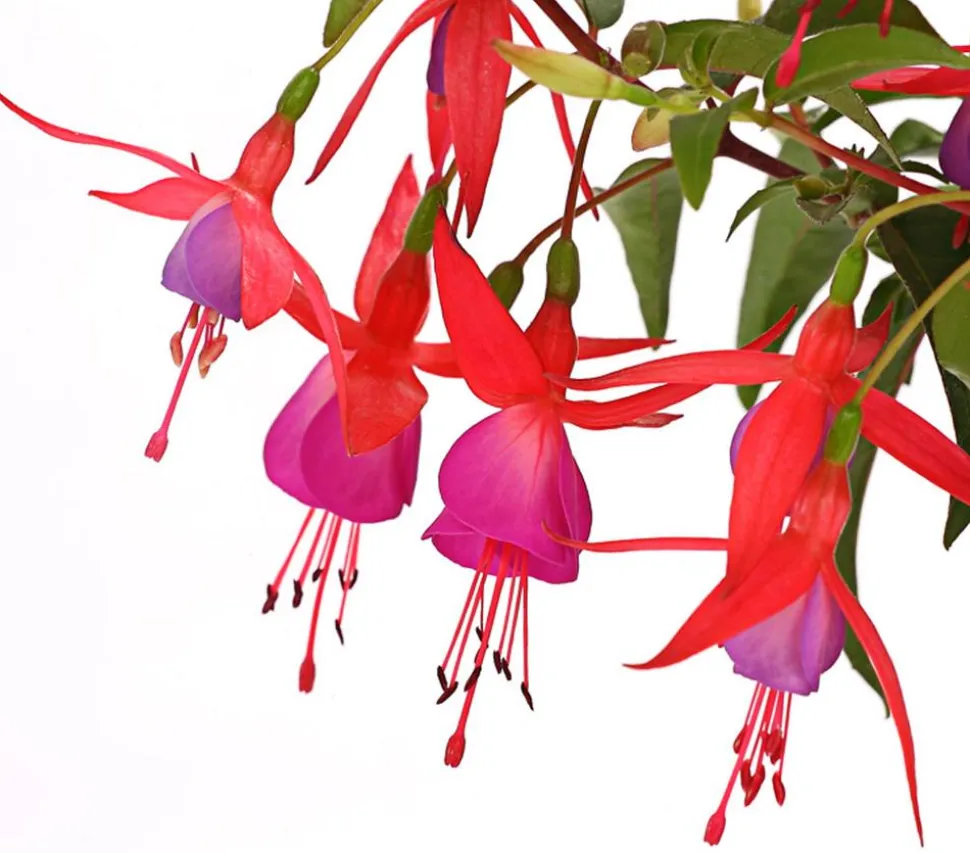 Winterharte Fuchsie, verschiedene Sorten