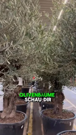 XXL Olivenbaum, ca. 200-250 cm