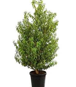 XXL Portugiesischer Kirschlorbeer 'Angustifolia', ca. 130-150 cm